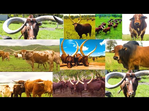 Millions Of Longhorn Cattle In America And Africa Are Raised This Way - American Farming