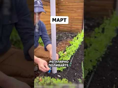 Легкий способ вырастить горох у себя на участке#агро #огород #рассада #горох #фермер