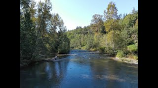A) Pink salmon spawning in the Sultan River, Sept 19, 2025