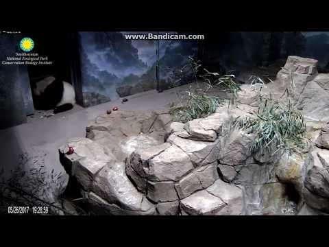 2017.05.26 MOM MEI WOKE UP & ATE A FEW BAMBOO SHOOTS