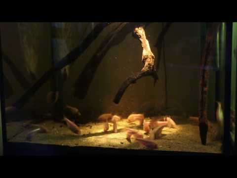 astyanax jordani 07/17