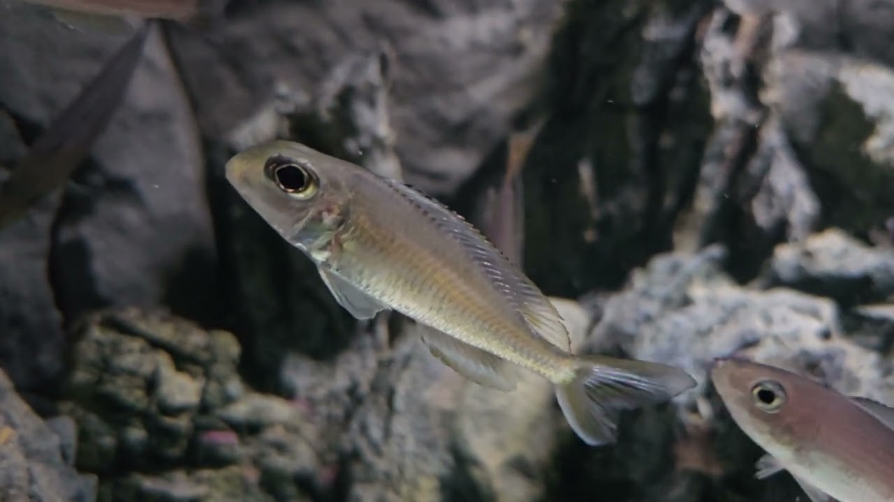 The 220 Tanganyikan Biotope Experiment