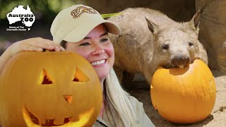Pumpkin Carving For Our Animal Friends