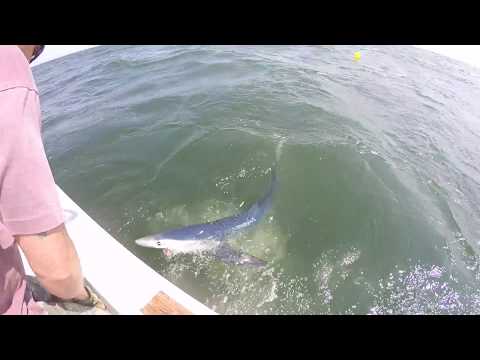 Epic Shark Catch and Fluke Fishing NJ!