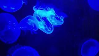 The Last Dragon (1985) - 7th Heaven Scene | Movieclips