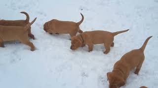 Video preview image #8 Labrador Retriever Puppy For Sale in WEST SALEM, WI, USA