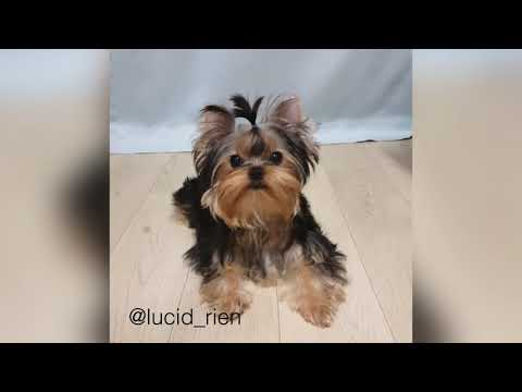 Yorkshire Terrier