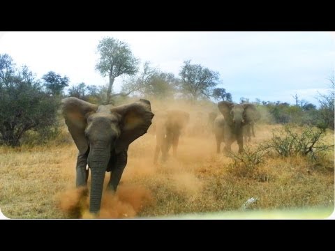 Elephant ATTACKS Safari Jeep