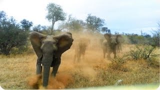 Смотреть онлайн Слоны атакуют автомобиль с туристами