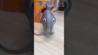Download lagu Funniest cats 😸 vol 137! mp3