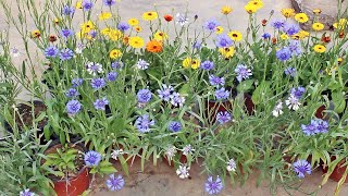 SEE How To GROW n CARE For Cornflower PERFECTLY!