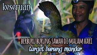 Download lagu Berburu burung mandar dengan alat tradisional ‼️ alat pembising untuk burung sawah mp3 Download lagu Berburu burung mandar dengan alat tradisional ‼️ alat pembising untuk burung sawah mp3