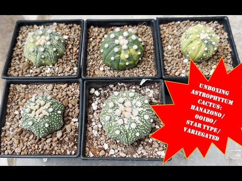 , title : 'Cactus (Astrophytum asterias): 🌵 Unboxing Variegated Astrophytum and Astrophytum asterias Hanazono 🌱'