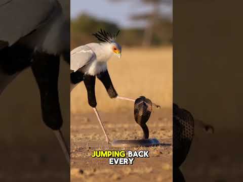 Secretary Bird vs African Cobra