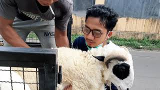 Download lagu Mujijaya Farm (Qurban Idul Adha 1442 H) mp3