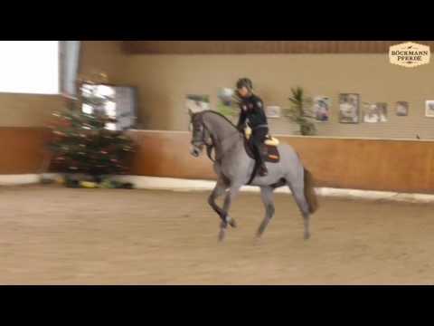 "Checkter" - H v. Cellestial x Lord Pezi x Ile de Bourbon, geb. 2013