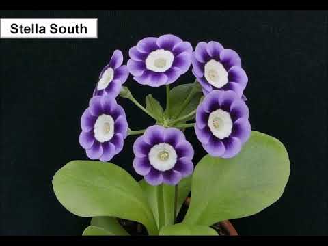 Virtual LCS - Flower Show - James Smallwood on Growing Auriculas