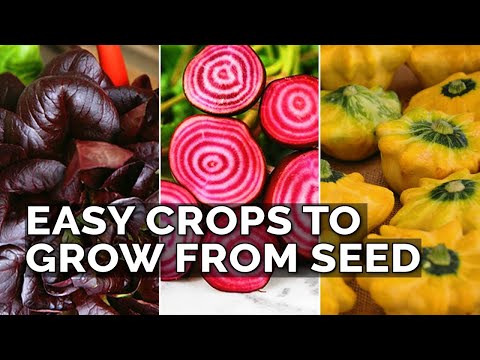 How to Transplant Seedlings My High Density Method