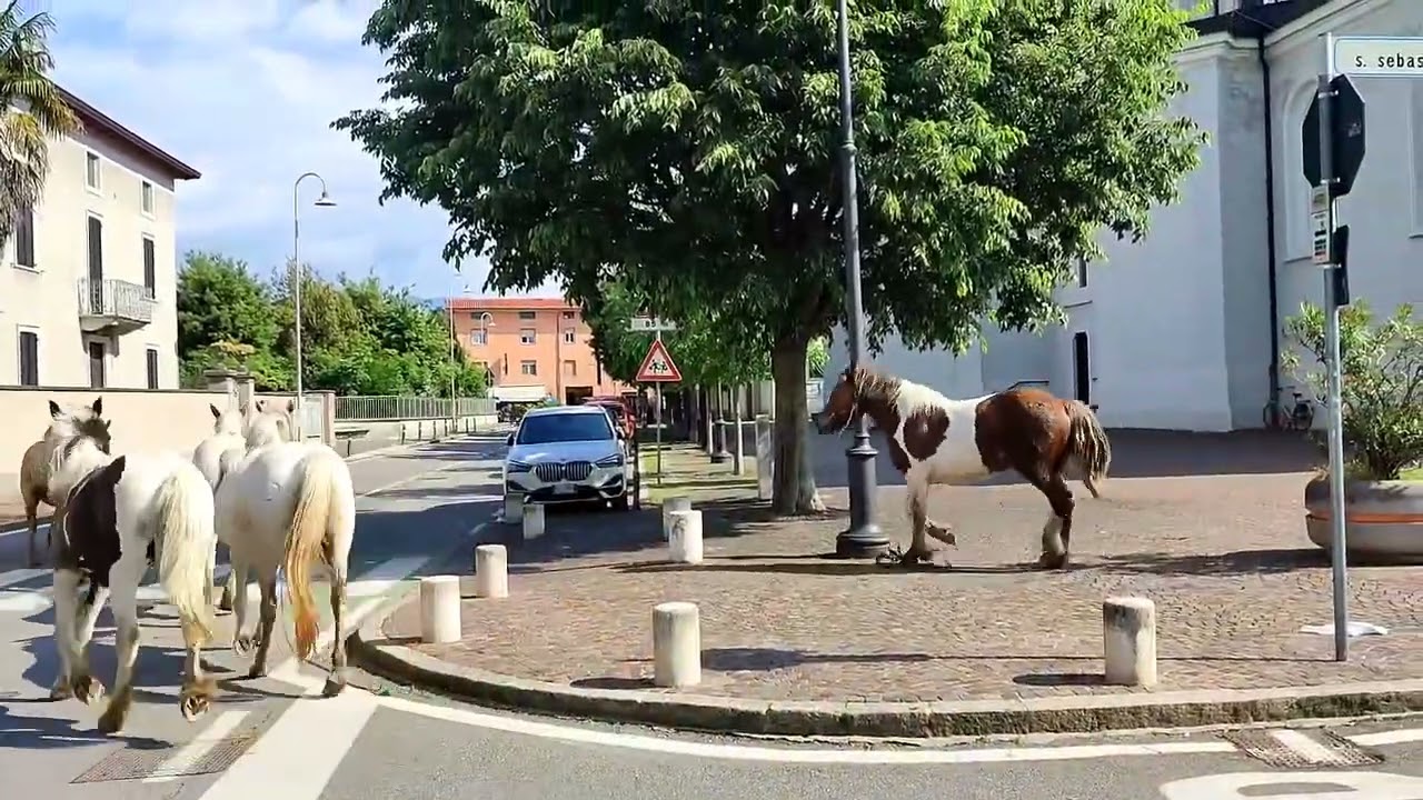 Bonate, cavalli in libertà a passeggio per le strade dei paesi