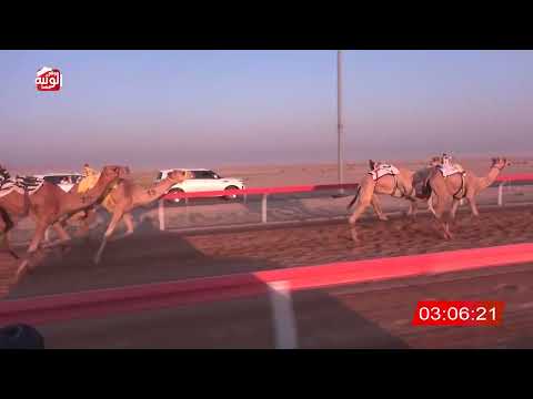  ش 6 (شباب) لـ مسلم ناصر بن جوعان الشامسي 4:43:94 ، مهرجان العين 2026/07/07 لقايا الوقن