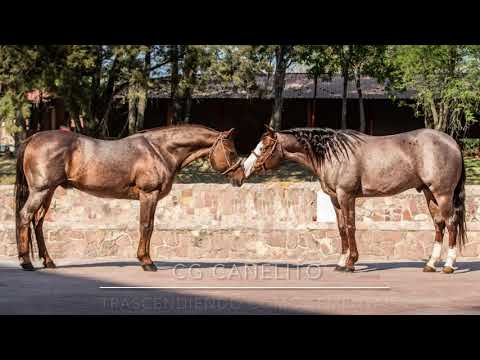 MEJOR CALA DE LA RONDA ELIMINATORIA DEL CALADERO MILLONARIO 2021 CG SUEÑO MONTADO POR CUCO RAYA