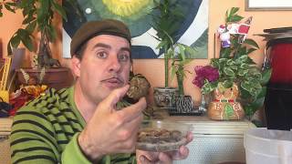 How to Grow Resurrection Plant