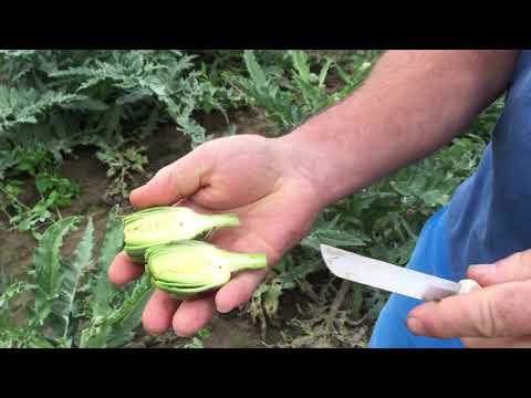 Polowe przedszkole 1 odc 5 Karczochy