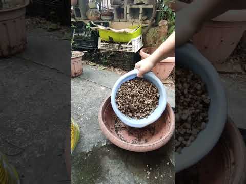 Soil mix for Bonsai , EASY preparation and CHEAP #bonsai #nature #how #repotting