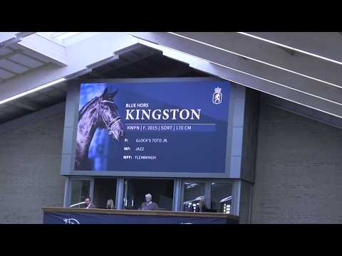 Blue Hors Stallionshow 2019: Kingston