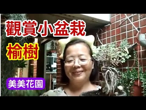 斑葉榔榆