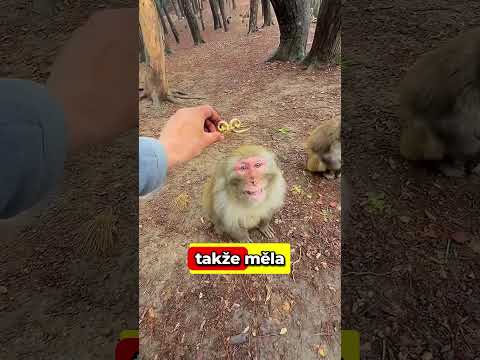 Skutečný OPIČÍ KRÁL!👑