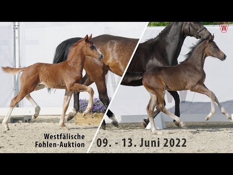 Trailer Westfälische Fohlen-Auktion 09. - 13. Juni 2022