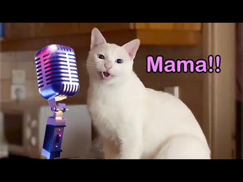 Mama Cat Song - The Singing Cat Catchy Tune
