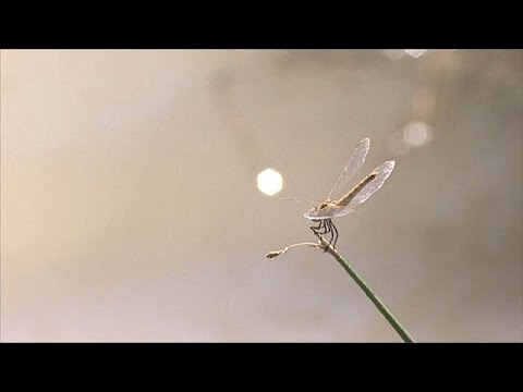 gambar jamur helminthosporium oryzae papilloma és nyakon