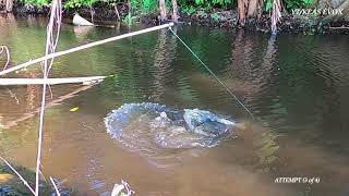 Ikan HARUAN Sambar Taut CREET LIVE MALAYSIA