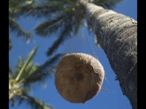 The Misguided Urban Legend of Death By Coconut