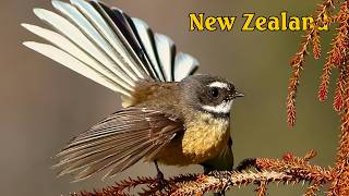 Birds of New Zealand – 15 Strange Species You Won’t Believe Exist