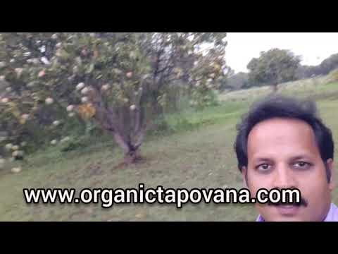 Alphonsa Mango cultivation using Zero Budget natural farming methods