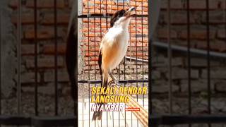 Download lagu SUARA CENDET GACOR BIKIN EMOSI NYAUT #cendetgacor #pancingancendet #pancingancendetemosi mp3