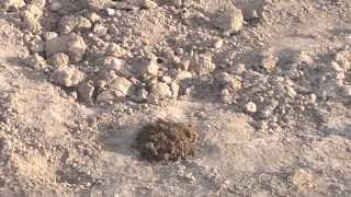 preview picture of video 'köstebek toprak tepiyo köstebek toprak kabartıyor'