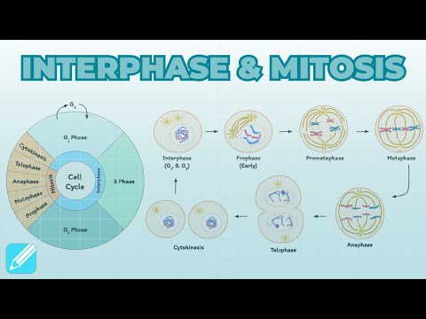 Cell Cycle: Interphase & Mitosis | Cell Biology