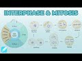 Cell Cycle Interphase Mitosis Cell Biology