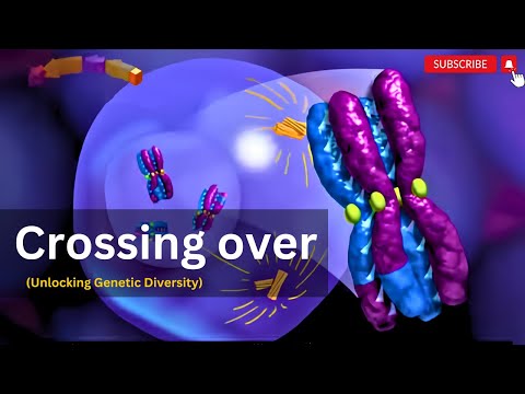 "Crossing Over in Meiosis: Building Genetic Diversity in Offspring"