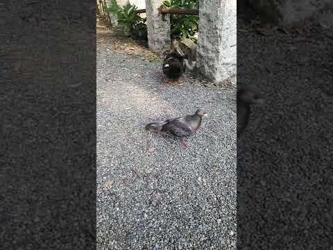 アヒルと野生のアヒルの好きな食べ物は何ですか?どれを避けるべきでしょうか?  庭園