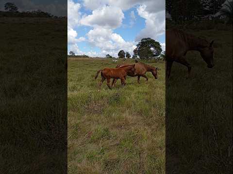 umas vacas em município de sítio novo do Maranhão # viralvidios #