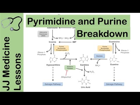 Purine and Pyrimidine Catabolism Pathway - Nucleotide Breakdown - Biochemistry Lesson