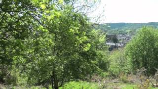 preview picture of video 'Peebles, Scotland:  Cuddy Bioblitz'