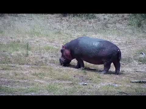 Djuma: Hippo with lefy side scratches out grazing - 13:30 - 01/23/2023