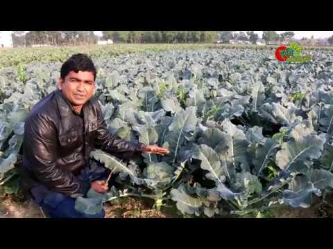ব্রকলি(Broccoli)- চাষ বাংলাদেশে -ক্যান্সার প্রতিরোধী লাভজনক ফসল