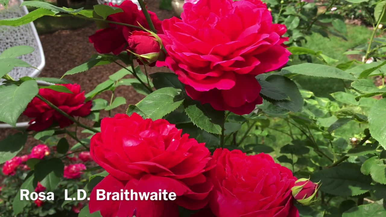 PОЗА L.D. BRAITHWAITE ,,,роза Остина LDBraithwaite.